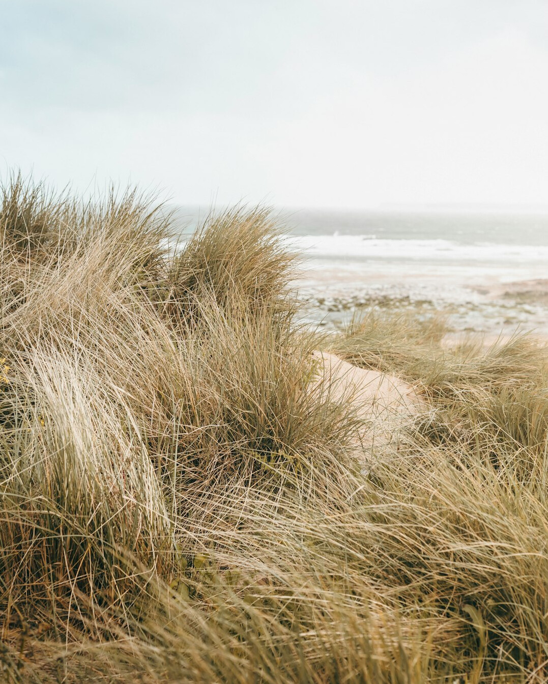 Wild empty beach with dunes and native grass